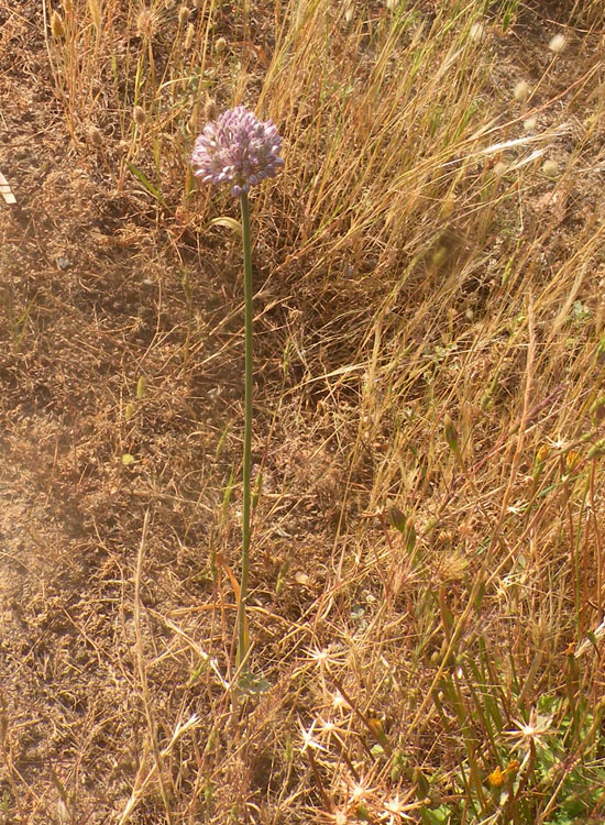 Allium ampeloprasum / Porraccio